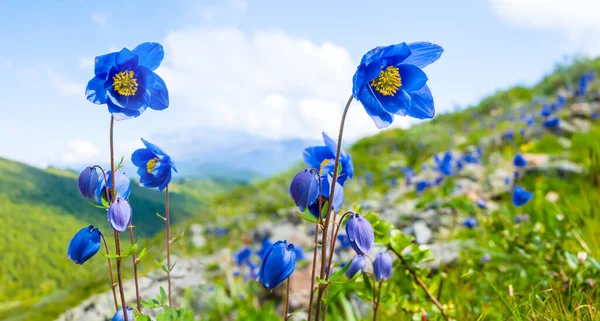Nahaufnahme Wilde Blaue Glockenblumen Berghang — Stockfoto
