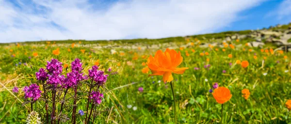 广袤的绿色草原 开满鲜花 美丽的自然景观 — 图库照片