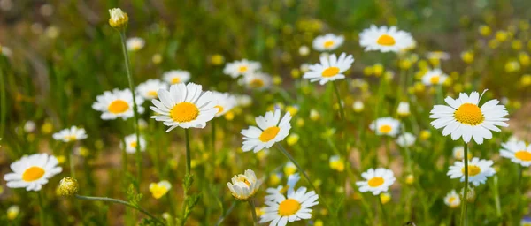 Closeup White Camomile Flowers Grass Summer Natural Background — Stock Photo, Image