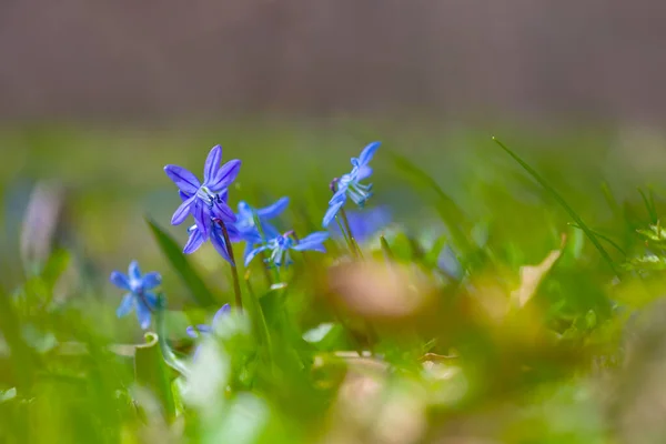 閉じる小さな青い雪の雫森の中でのシラの花の成長春の自然背景 — ストック写真