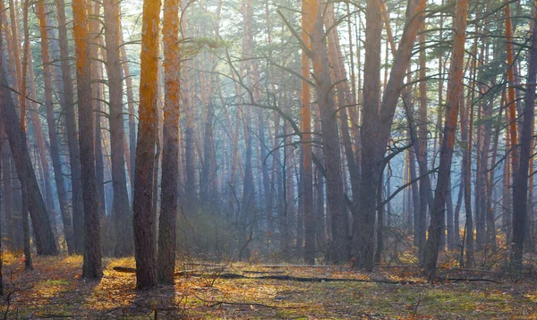 Gyönyörű Fenyőerdő Tisztás Kék Köd Reggel Gyönyörű Szabadtéri Háttér — Stock Fotó