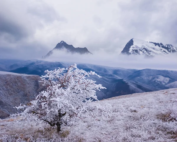 Μόνο Χιονισμένο Δέντρο Πλαγιά Λόφου Χειμερινό Ορεινό Τοπίο — Φωτογραφία Αρχείου