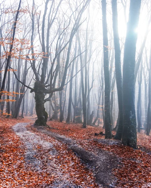 Nedves Ködös Erdő Piros Száraz Levelek Napsütéses Napon Misztikus Természet — Stock Fotó