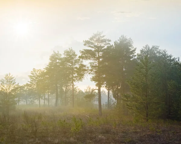 Mooie Natte Dennenbos Mist Bij Zonsondergang Natuurlijke Outdoor Achtergrond — Stockfoto