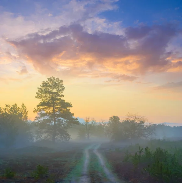 Belle Forêt Humide Pins Dans Brume Coucher Soleil Fond Naturel — Photo