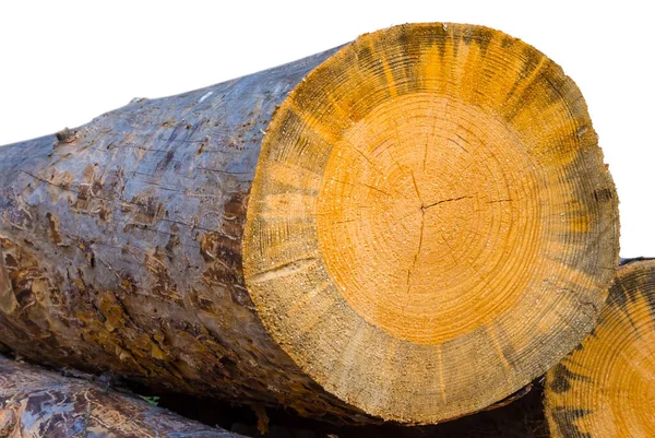 배경에 분리되어 소나무 통나무 — 스톡 사진
