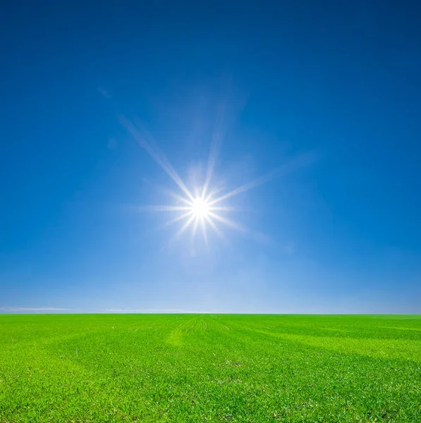 Зеленые Поля Весенний Солнечный День Красивый Свежий Яркий Сельский Фон — стоковое фото
