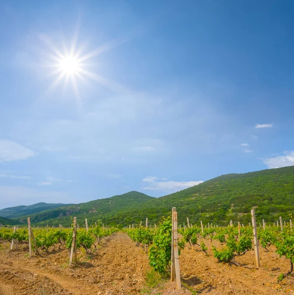 Weinberg Gebirgstal Unter Glitzernder Sonne — Stockfoto