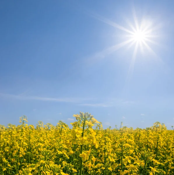 Zomer Gele Verkrachting Veld Zonnige Dag Platteland Agrarische Scene — Stockfoto