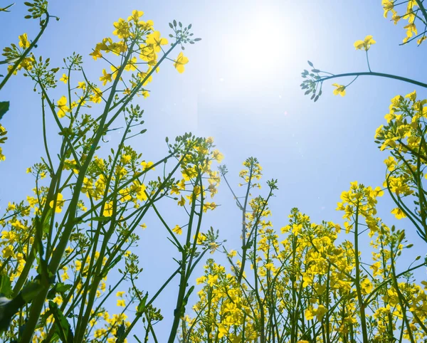 Nahaufnahme Gelbe Rapsblüten Auf Blauem Himmel Hintergrund — Stockfoto