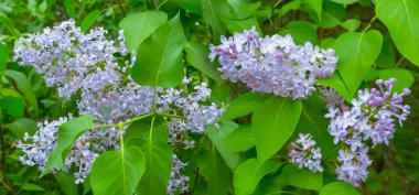 Çiçek açmış yeşil leylak dalı