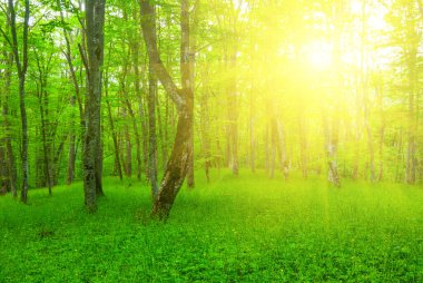 Işıl ışıl güneş ışığında yeşil orman.