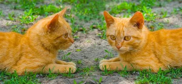 Paar Rote Katzen Liegen Grünen Gras Häusliche Haustierszene — Stockfoto