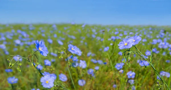 Green Prairie Blue Flowers Beautiful Natural Scene — Stock Photo, Image