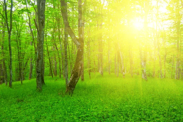 Groen Bos Glade Het Licht Van Fonkelende Zon — Stockfoto