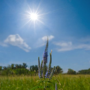 Bulutlu arka planda yaban çiçekleri olan yaz çayırları
