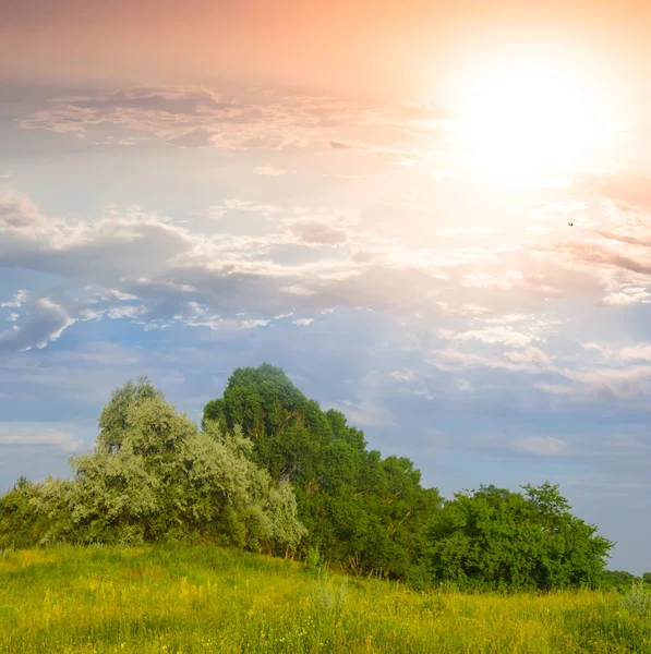 Kleine Bos Groene Heuvel Bij Zonsondergang Outdoor Natuurlijke Achtergrond — Stockfoto