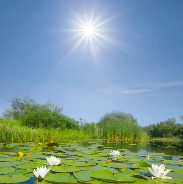 Тихая Река Лилиями Солнечный День — стоковое фото