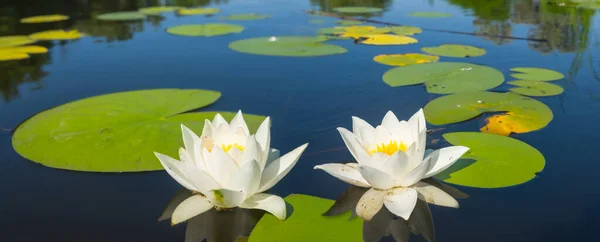 Closeup White Water Lilies Water — Stock Photo, Image