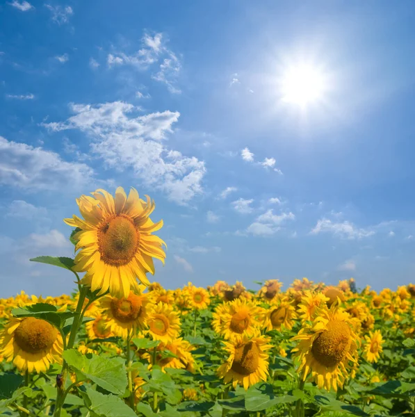Golgen Sunflower Field Sparkle Sun — Stock Photo, Image