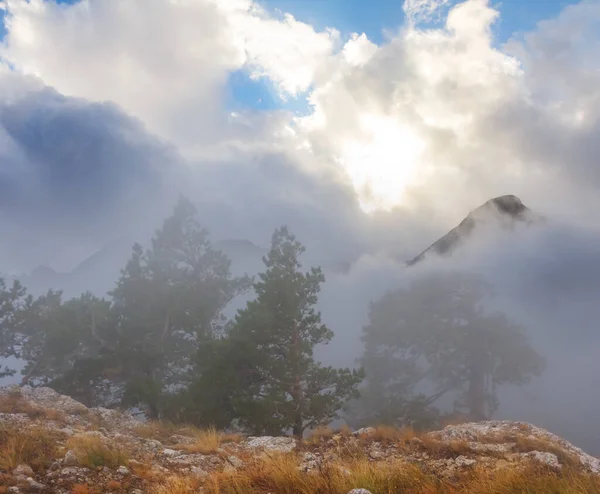 Κοιλάδα Του Βουνού Πευκοδάσος Στο Φως Της Λάμψης Ήλιο — Φωτογραφία Αρχείου