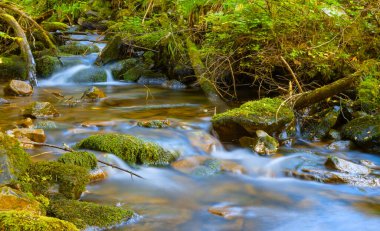 Ormanda akan küçük bir dere.