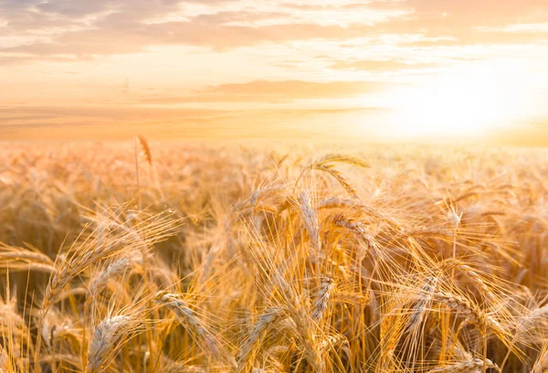 Zomer Gouden Tarweveld Bij Zonsondergang Zomer Landbouwscene — Stockfoto