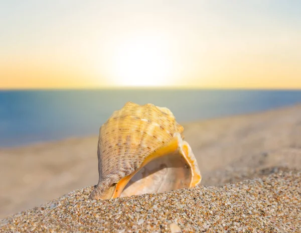 Closeup Empty Marine Shell Sandy Sea Beach Sunset — Stock Photo, Image