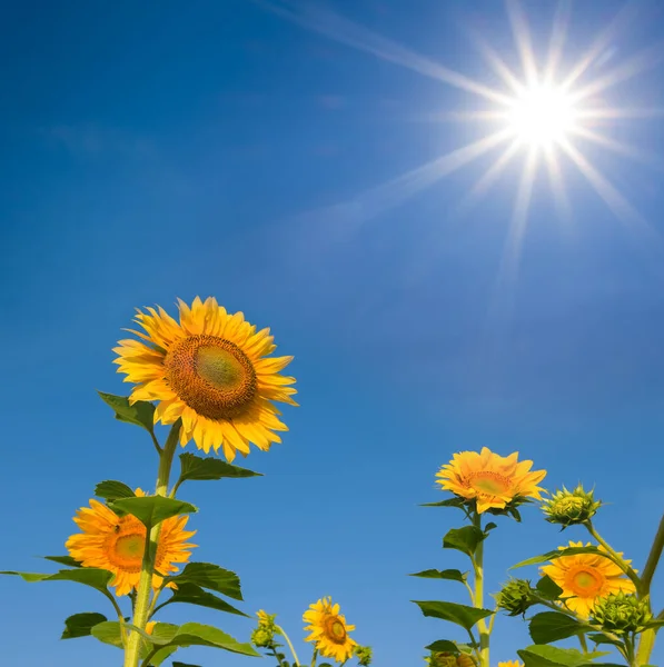 Gros Plan Tournesol Doré Fleurs Sur Fond Bleu Ciel Ensoleillé — Photo