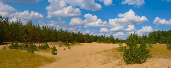Sandy Desert Pine Forest Cloudy Sky — Stock Photo, Image