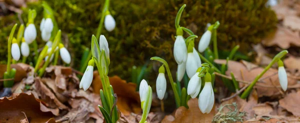 Närbild Hög Vit Snöfall Tillväxt Skogen Gade Vår Blomma Bakgrund — Stockfoto