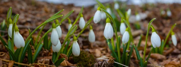 Closeup Heap White Snowdrop Growth Forest Gade Spring Flower Background — Stock Photo, Image