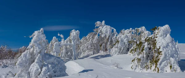 Radura Forestale Innevata Nelle Giornate Fredde Paesaggio Naturale Invernale Stagionale — Foto Stock