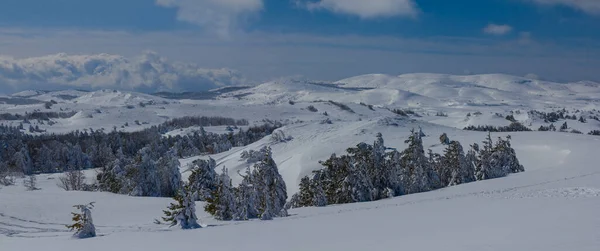 Verschneite Waldlichtung Einem Strahlend Kalten Tag Winter Natürliche Saisonale Landschaft — Stockfoto