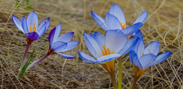 Closeup Blue Crocus Flowers Dry Grass Natural Spring Flowers Background — Stock Photo, Image