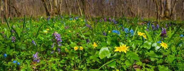 Claro Del Bosque Con Flores Fondo Primavera Natural —  Fotos de Stock