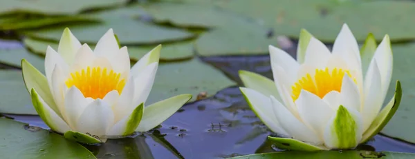 湖に白い睡蓮を閉じ夏の自然背景 — ストック写真