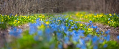 Ormanda mavi kardamlası çiçekleri, güzel bahar doğal arka plan