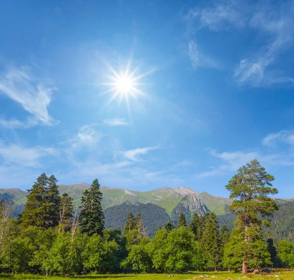 Bosco Abeti Nella Verde Valle Montagna Nella Soleggiata Giornata Estiva — Foto Stock