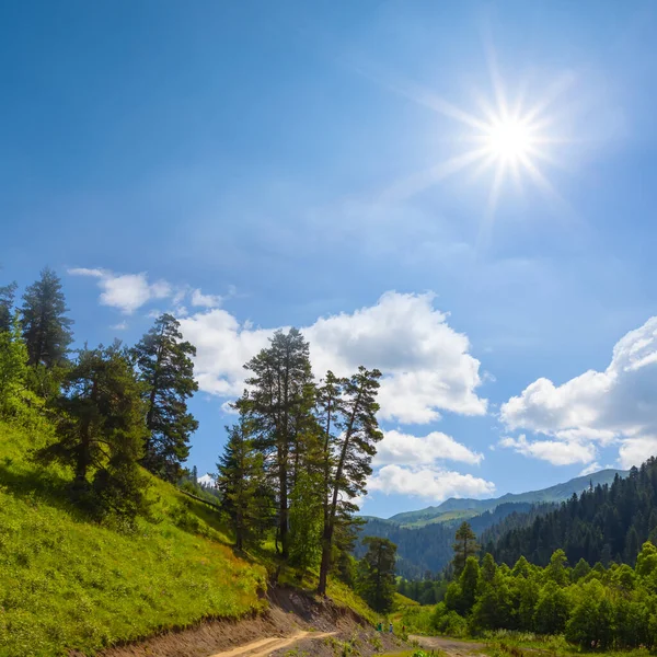 Bosco Abeti Nella Verde Valle Montagna Nella Soleggiata Giornata Estiva — Foto Stock