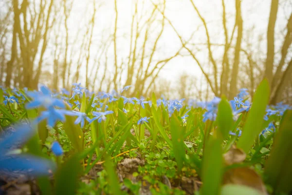 Closeup Blue Snowdrop Flowers Forest Beautiful Spring Natural Background — Stock Photo, Image