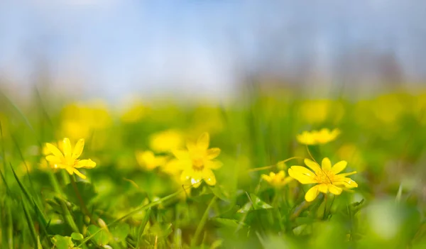 Close Wilde Gele Bloemen Het Bos Mooie Lente Natuurlijke Achtergrond — Stockfoto