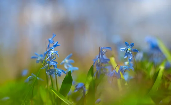 Closeup Blue Snowdrop Flowers Forest Beautiful Spring Natural Background — Stock Photo, Image