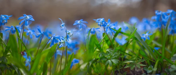 Closeup Blue Snowdrop Flowers Forest Beautiful Spring Natural Background — Stock Photo, Image