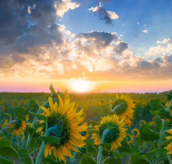 Nahaufnahme Sonnenblumenfeld Bei Sonnenuntergang Landwirtschaftliche Szene Frühen Morgen — Stockfoto