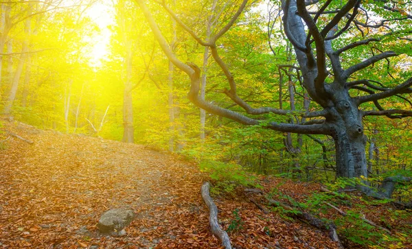 Floresta Outono Encosta Monte Luz Solar — Fotografia de Stock