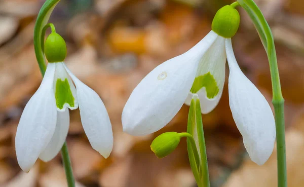 Closeup Branco Snowdrop Floresta Bela Primavera Fundo Natural — Fotografia de Stock