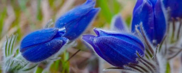 森林中的野生蓝铃花特写 春天自然背景 — 图库照片