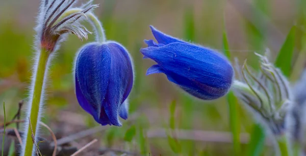 Nahaufnahme Wilde Blaue Glockenblumen Wald Frühling Natürlichen Hintergrund — Stockfoto