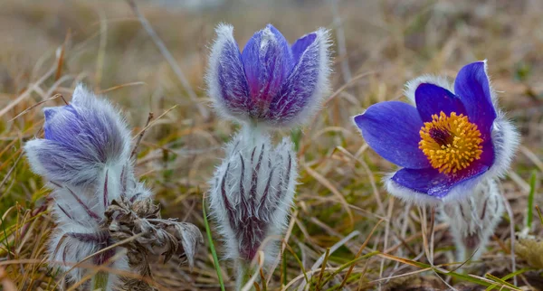 森の中の青い鐘の花を閉じて春の自然背景 — ストック写真